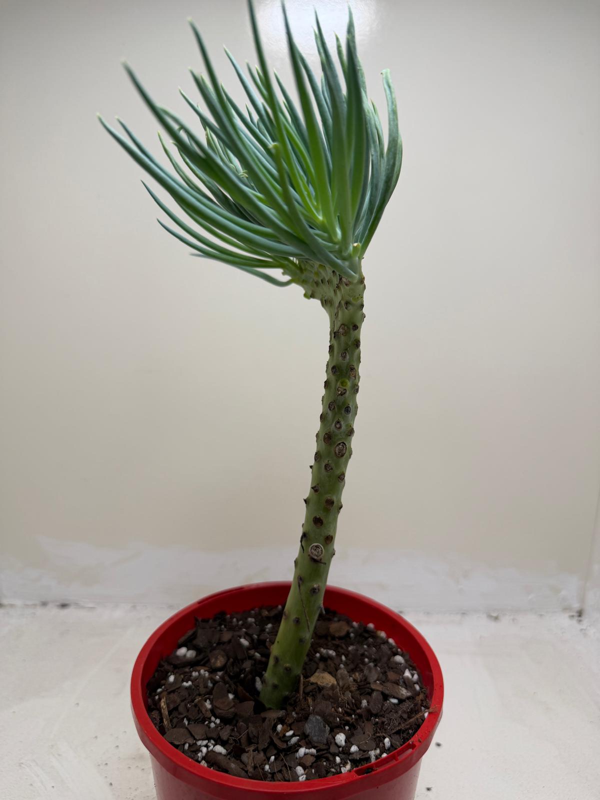 Mermaid Tail : Crested Senecio Talinoides - Narrow Leaf Chalk Stick #206