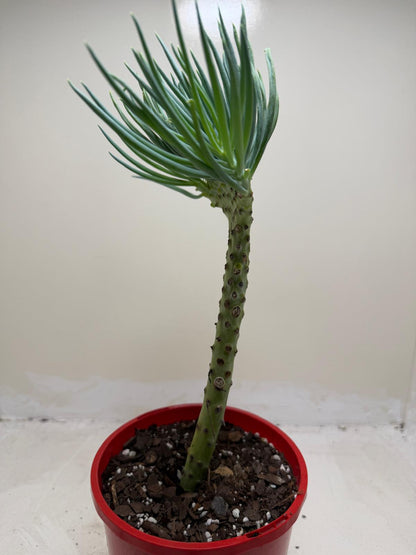 Mermaid Tail : Crested Senecio Talinoides - Narrow Leaf Chalk Stick #206