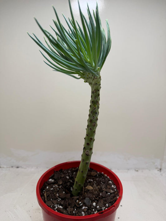Mermaid Tail : Crested Senecio Talinoides - Narrow Leaf Chalk Stick #206