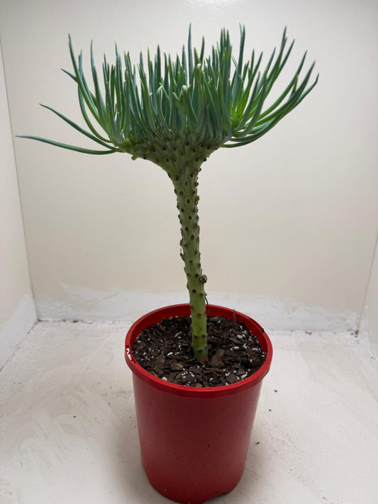 Mermaid Tail : Crested Senecio Talinoides - Narrow Leaf Chalk Stick #206