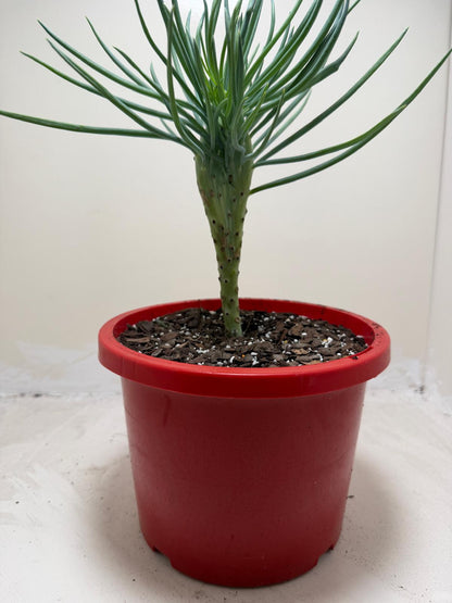 Mermaid Tail : Crested Senecio Talinoides - Narrow Leaf Chalk Stick #207