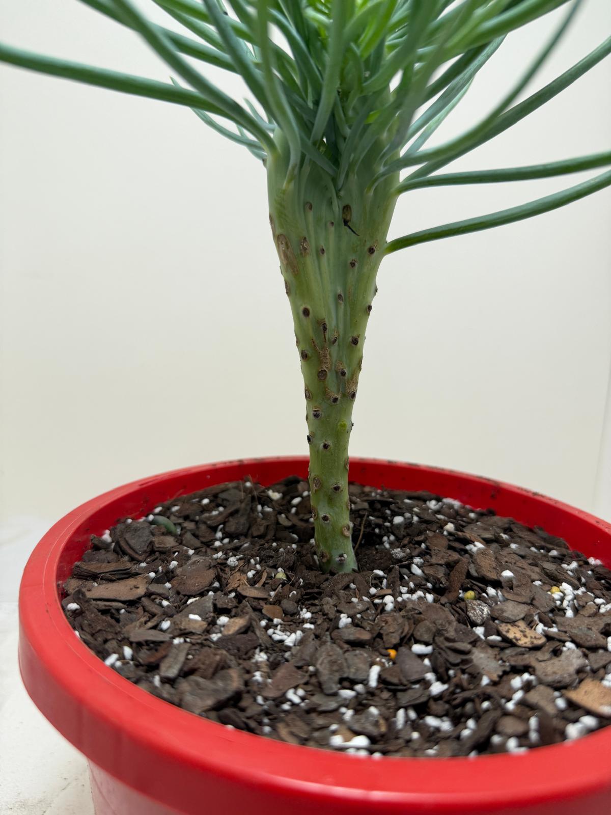 Mermaid Tail : Crested Senecio Talinoides - Narrow Leaf Chalk Stick #207