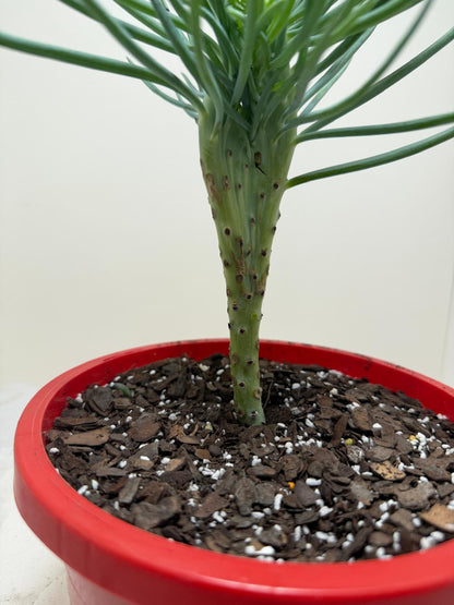 Mermaid Tail : Crested Senecio Talinoides - Narrow Leaf Chalk Stick #207