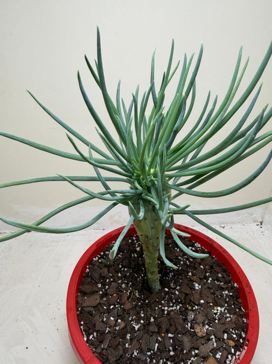 Mermaid Tail : Crested Senecio Talinoides - Narrow Leaf Chalk Stick #207