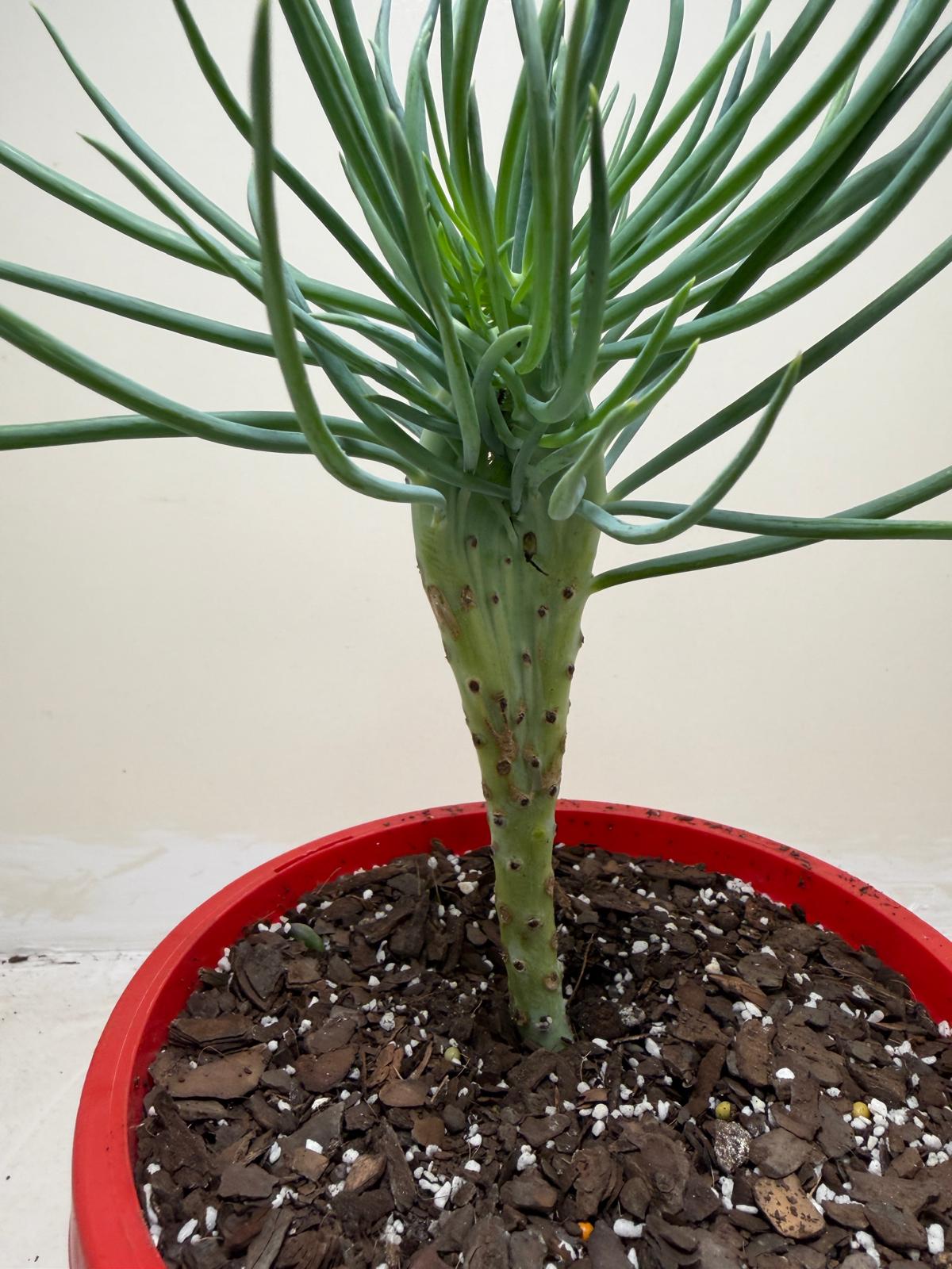 Mermaid Tail : Crested Senecio Talinoides - Narrow Leaf Chalk Stick #207