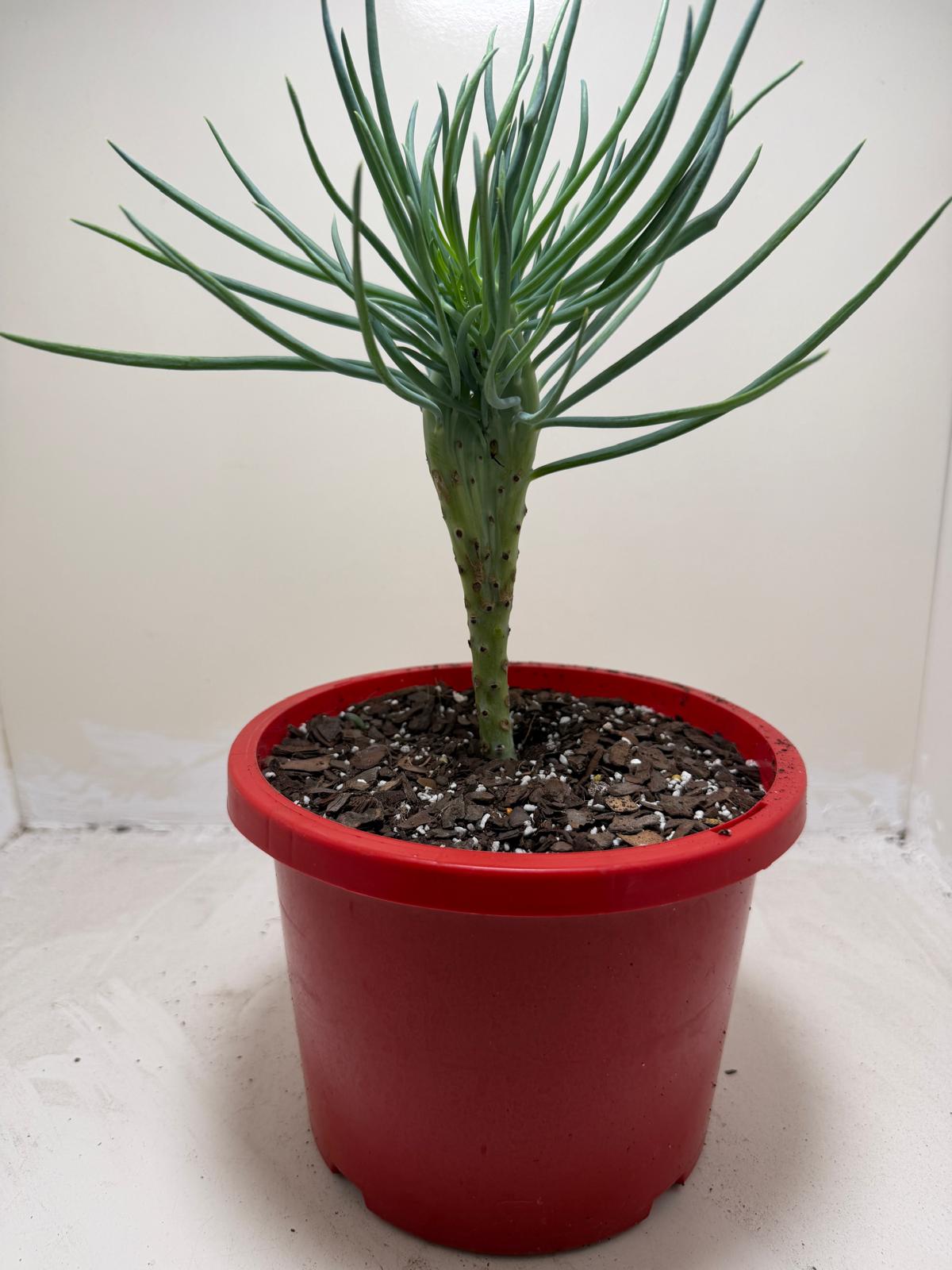 Mermaid Tail : Crested Senecio Talinoides - Narrow Leaf Chalk Stick #207