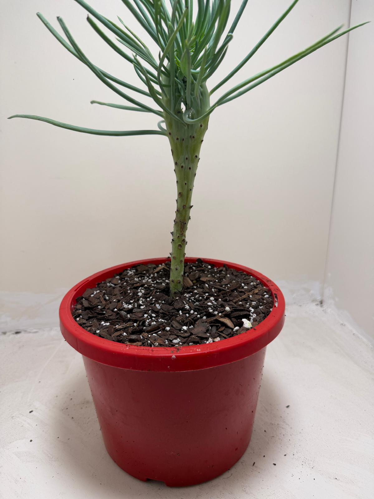 Mermaid Tail : Crested Senecio Talinoides - Narrow Leaf Chalk Stick #208