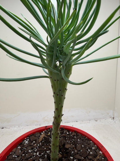 Mermaid Tail : Crested Senecio Talinoides - Narrow Leaf Chalk Stick #208