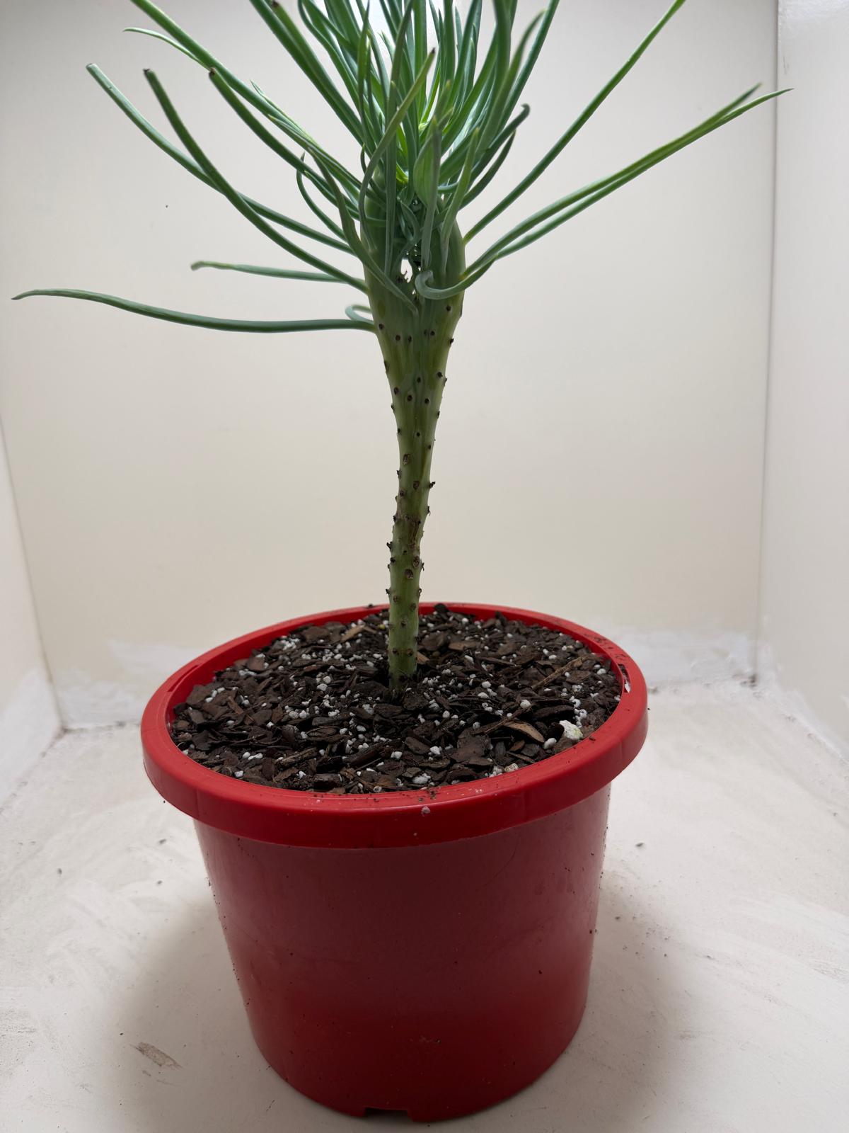 Mermaid Tail : Crested Senecio Talinoides - Narrow Leaf Chalk Stick #208
