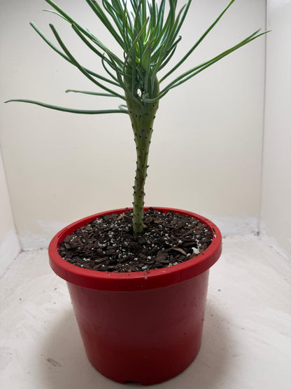 Mermaid Tail : Crested Senecio Talinoides - Narrow Leaf Chalk Stick #208