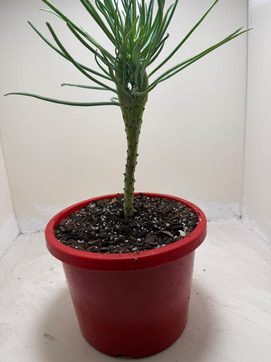 Mermaid Tail : Crested Senecio Talinoides - Narrow Leaf Chalk Stick #208