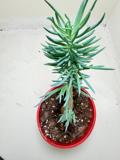 Mermaid Tail : Crested Senecio Talinoides - Narrow Leaf Chalk Stick #209