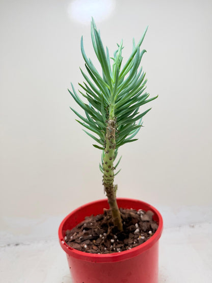 Mermaid Tail : Crested Senecio Talinoides - Narrow Leaf Chalk Stick #209