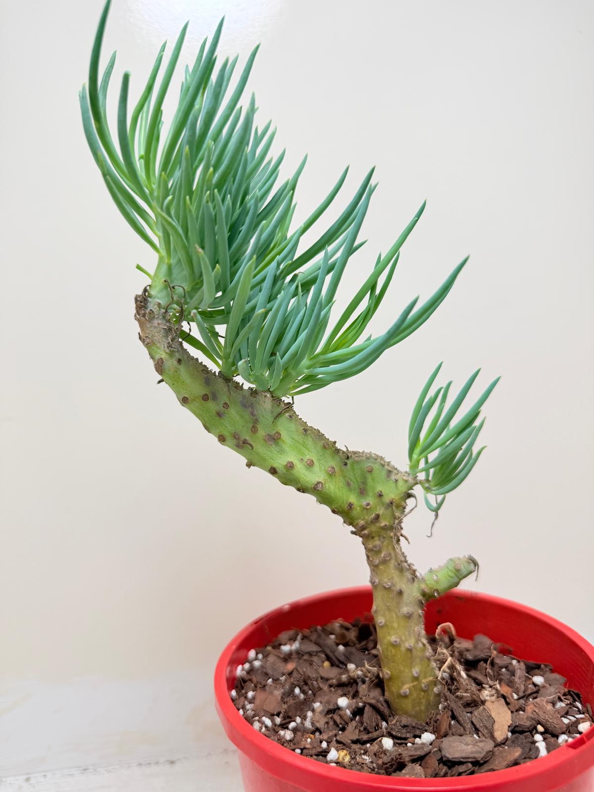 Mermaid Tail : Crested Senecio Talinoides - Narrow Leaf Chalk Stick #209