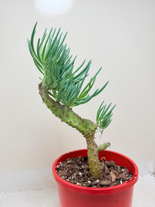 Mermaid Tail : Crested Senecio Talinoides - Narrow Leaf Chalk Stick #209