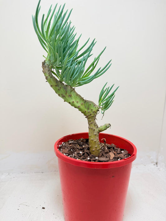 Mermaid Tail : Crested Senecio Talinoides - Narrow Leaf Chalk Stick #209