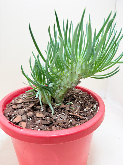 Mermaid Tail : Crested Senecio Talinoides - Narrow Leaf Chalk Stick #302