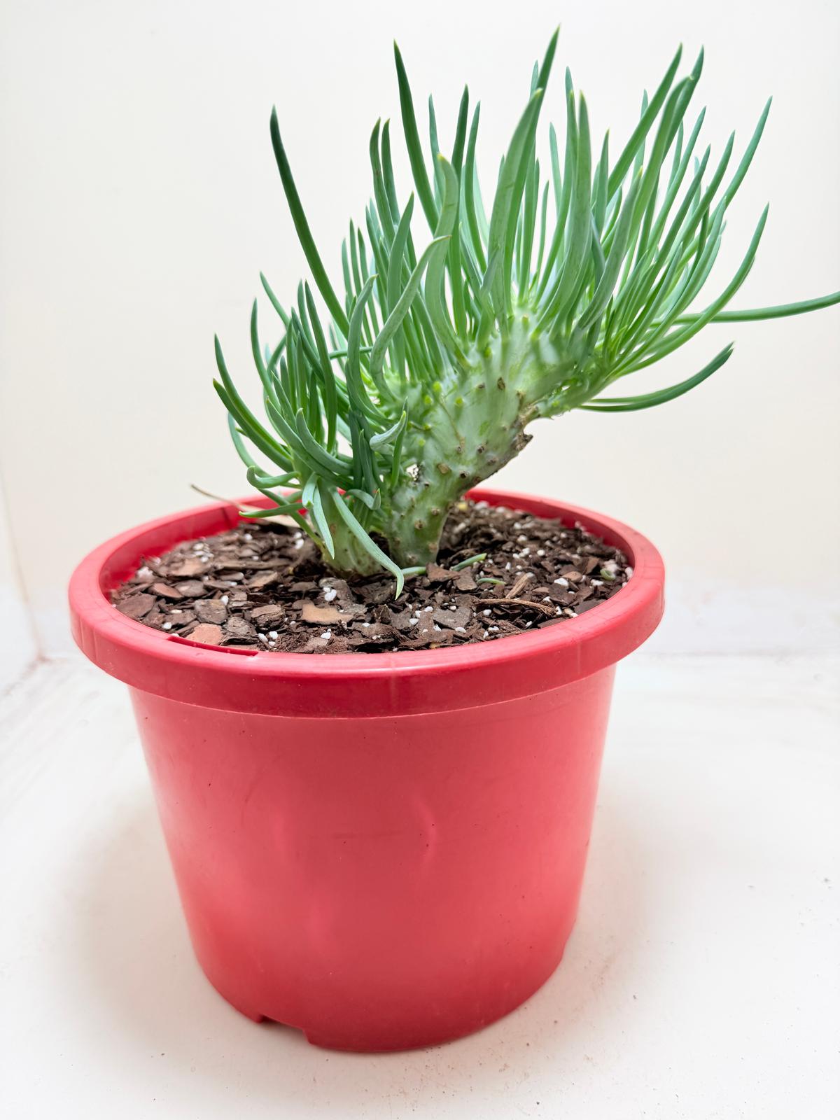Mermaid Tail : Crested Senecio Talinoides - Narrow Leaf Chalk Stick #302