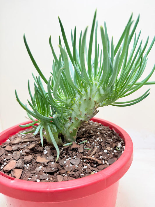 Mermaid Tail : Crested Senecio Talinoides - Narrow Leaf Chalk Stick #302