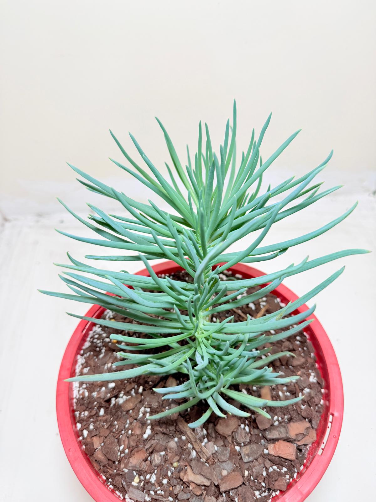 Mermaid Tail : Crested Senecio Talinoides - Narrow Leaf Chalk Stick #302