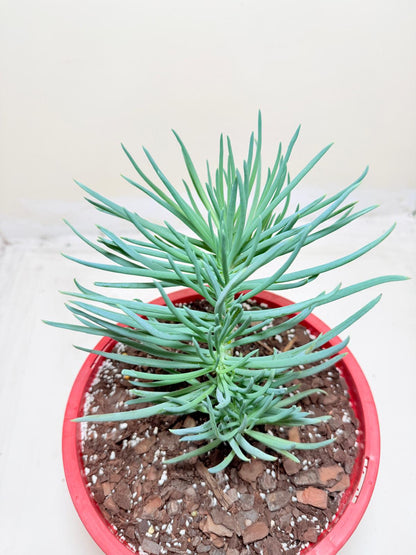 Mermaid Tail : Crested Senecio Talinoides - Narrow Leaf Chalk Stick #302