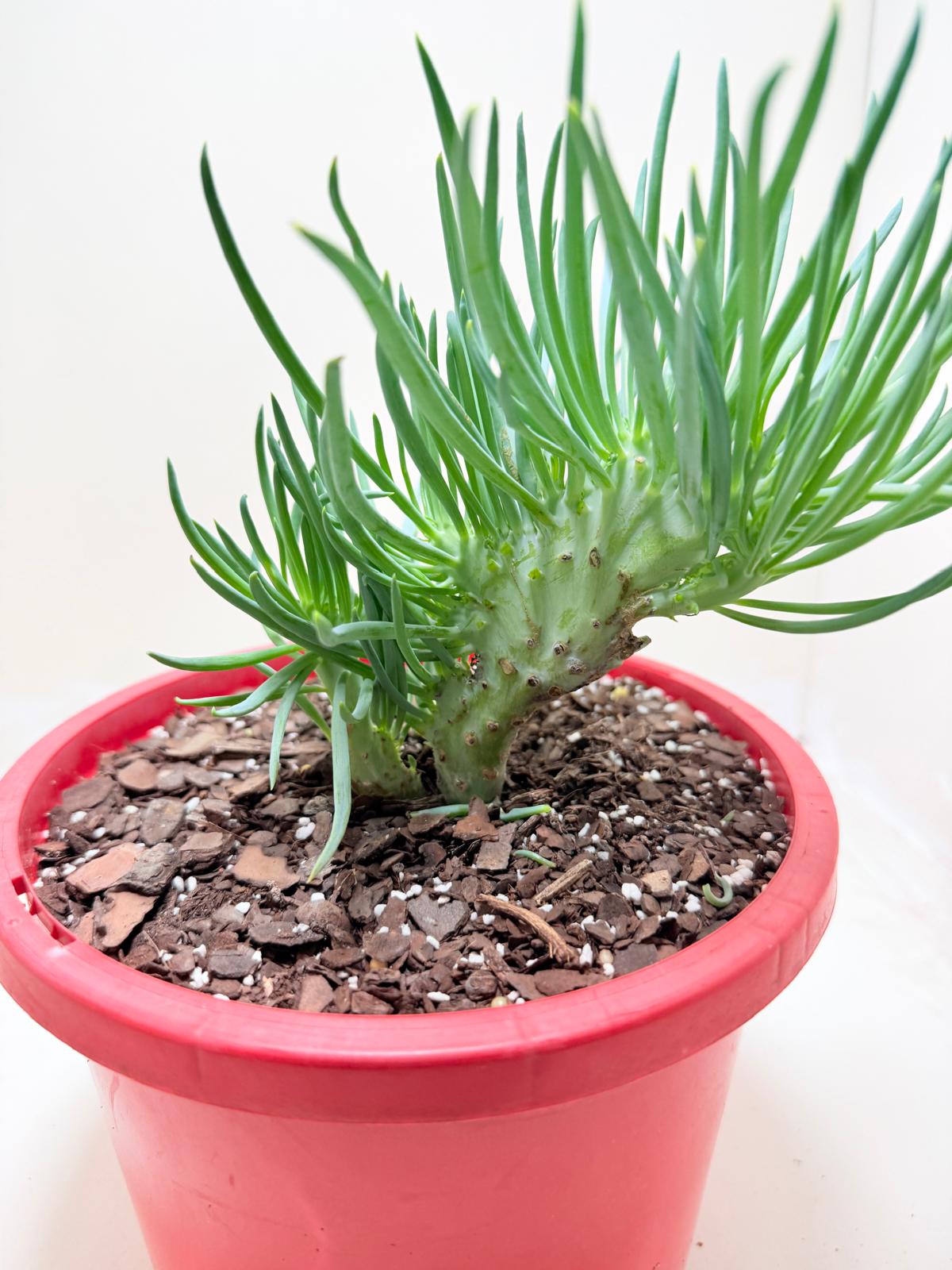 Mermaid Tail : Crested Senecio Talinoides - Narrow Leaf Chalk Stick #302