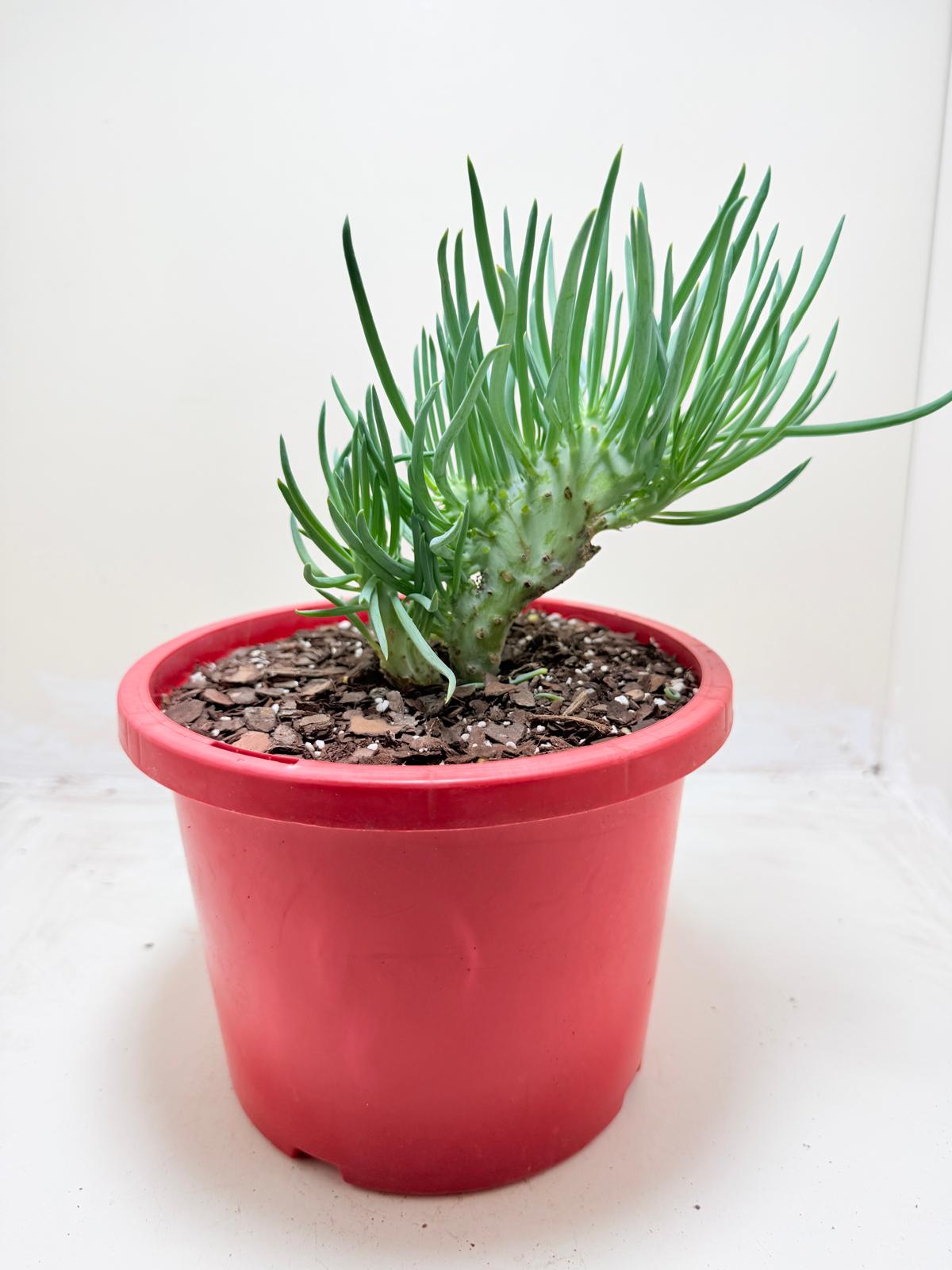 Mermaid Tail : Crested Senecio Talinoides - Narrow Leaf Chalk Stick #302