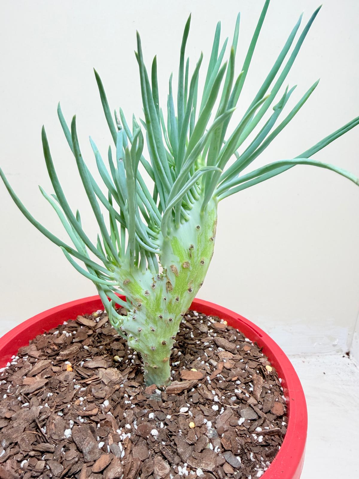 Mermaid Tail : Crested Senecio Talinoides - Narrow Leaf Chalk Stick #303