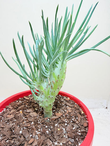 Mermaid Tail : Crested Senecio Talinoides - Narrow Leaf Chalk Stick #303