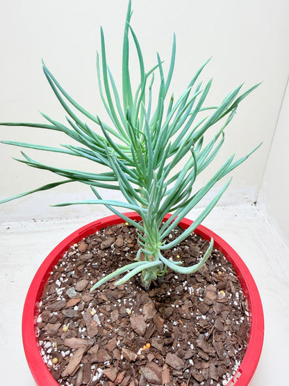 Mermaid Tail : Crested Senecio Talinoides - Narrow Leaf Chalk Stick #303