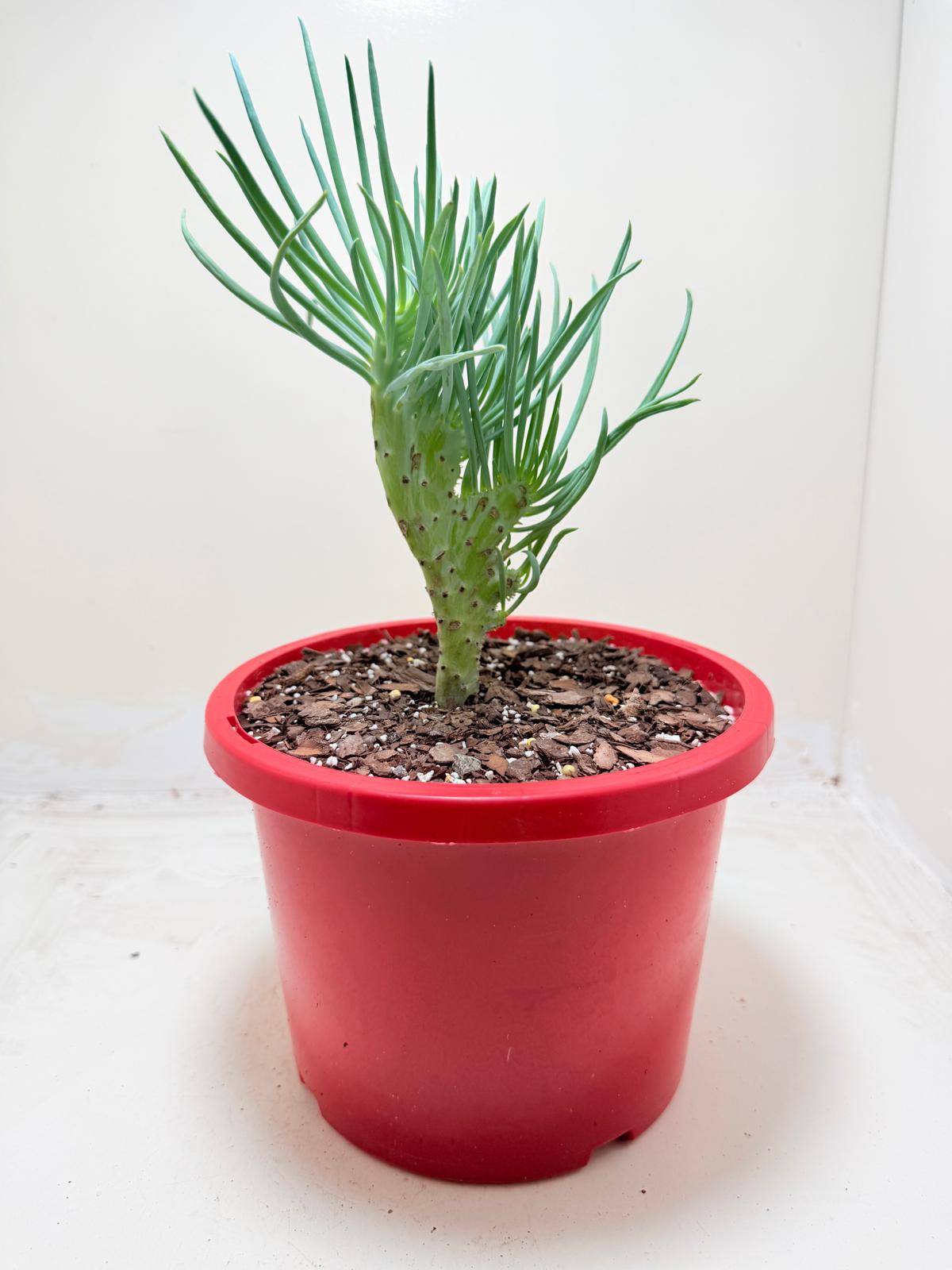 Mermaid Tail : Crested Senecio Talinoides - Narrow Leaf Chalk Stick #303