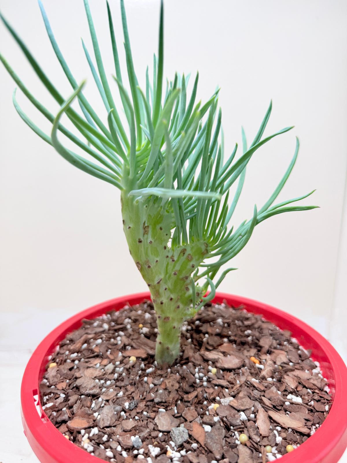 Mermaid Tail : Crested Senecio Talinoides - Narrow Leaf Chalk Stick #303