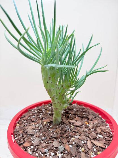 Mermaid Tail : Crested Senecio Talinoides - Narrow Leaf Chalk Stick #303
