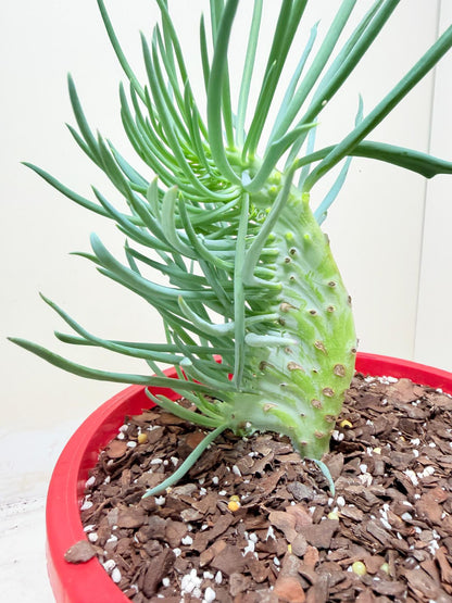 Mermaid Tail : Crested Senecio Talinoides - Narrow Leaf Chalk Stick #304