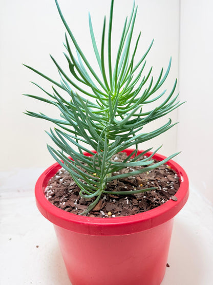 Mermaid Tail : Crested Senecio Talinoides - Narrow Leaf Chalk Stick #304