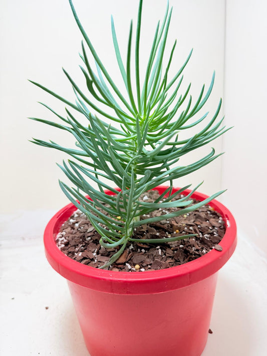 Mermaid Tail : Crested Senecio Talinoides - Narrow Leaf Chalk Stick #304