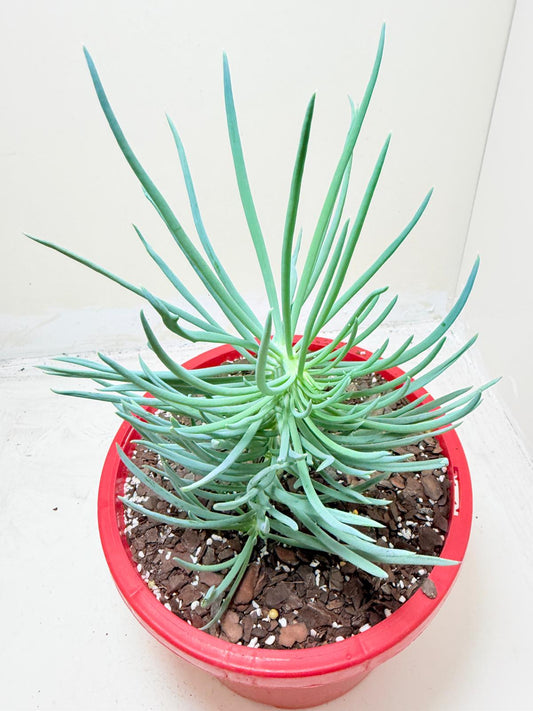Mermaid Tail : Crested Senecio Talinoides - Narrow Leaf Chalk Stick #304