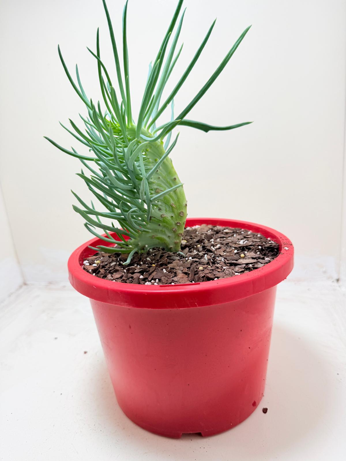 Mermaid Tail : Crested Senecio Talinoides - Narrow Leaf Chalk Stick #304