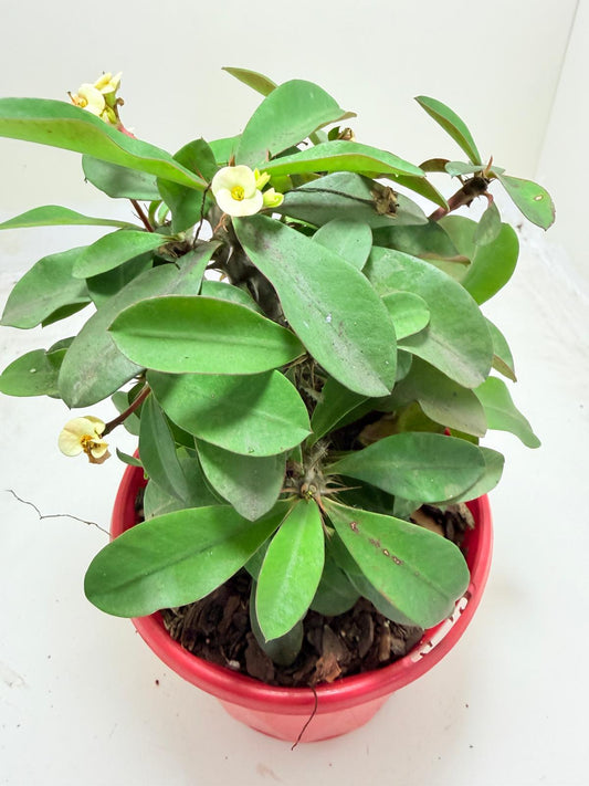Euphorbia Milli #128