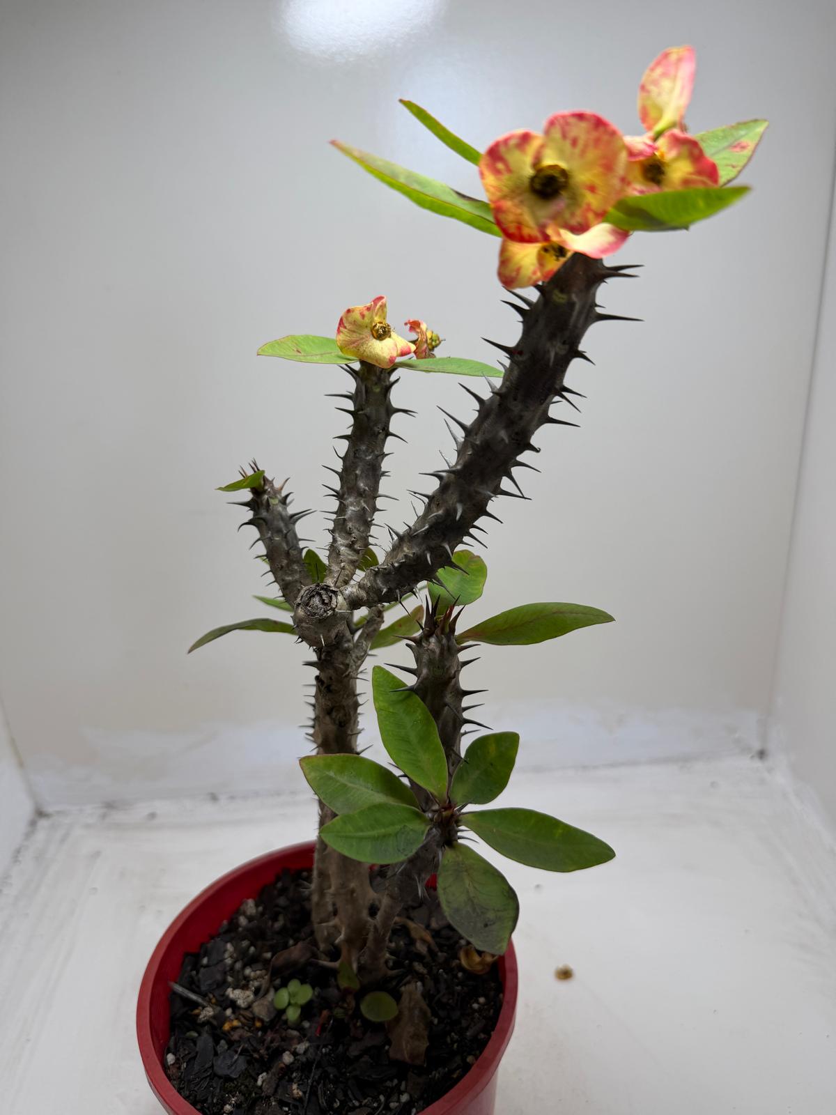 Euphorbia Milli #129