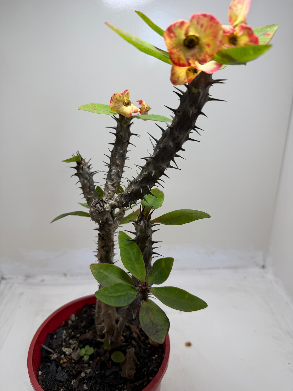 Euphorbia Milli #129