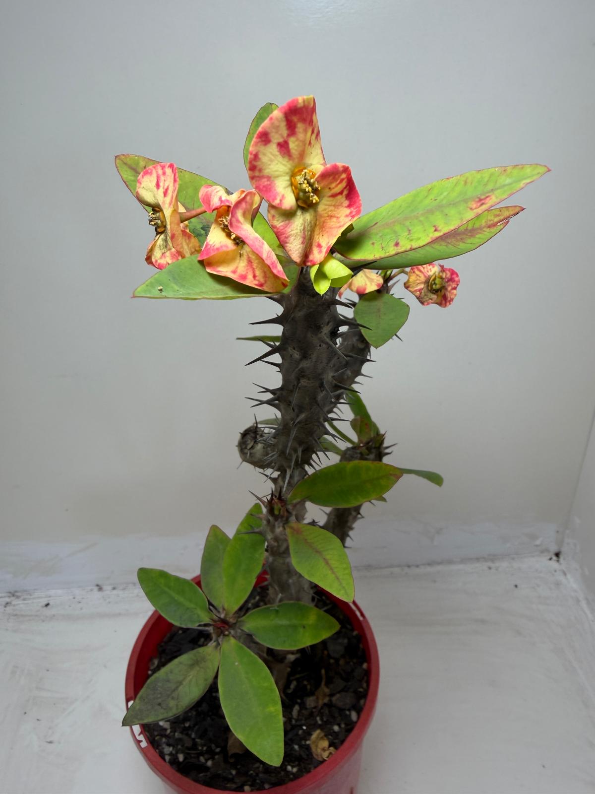 Euphorbia Milli #129
