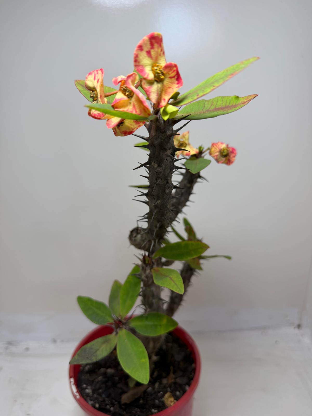 Euphorbia Milli #129