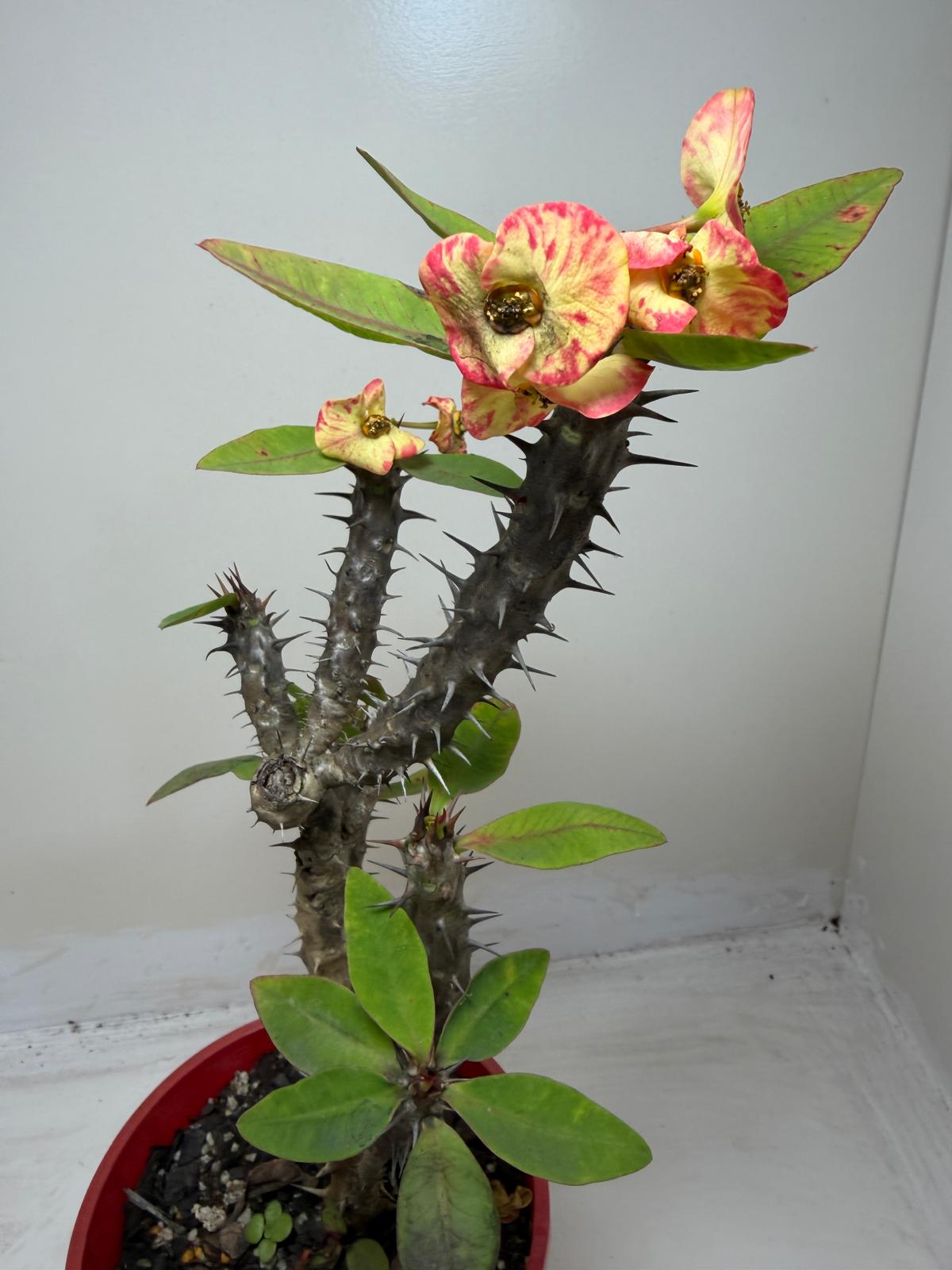 Euphorbia Milli #129