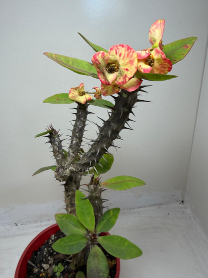 Euphorbia Milli #129
