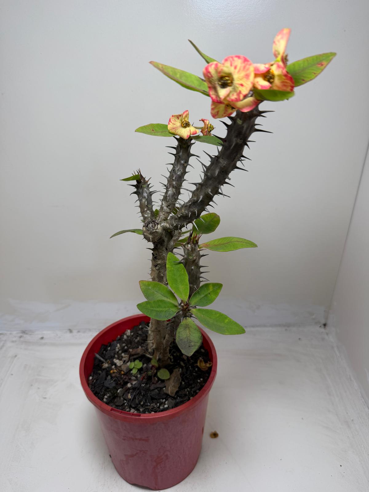 Euphorbia Milli #129