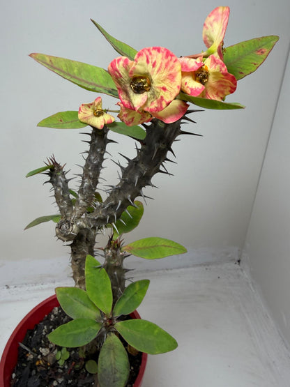 Euphorbia Milli #129