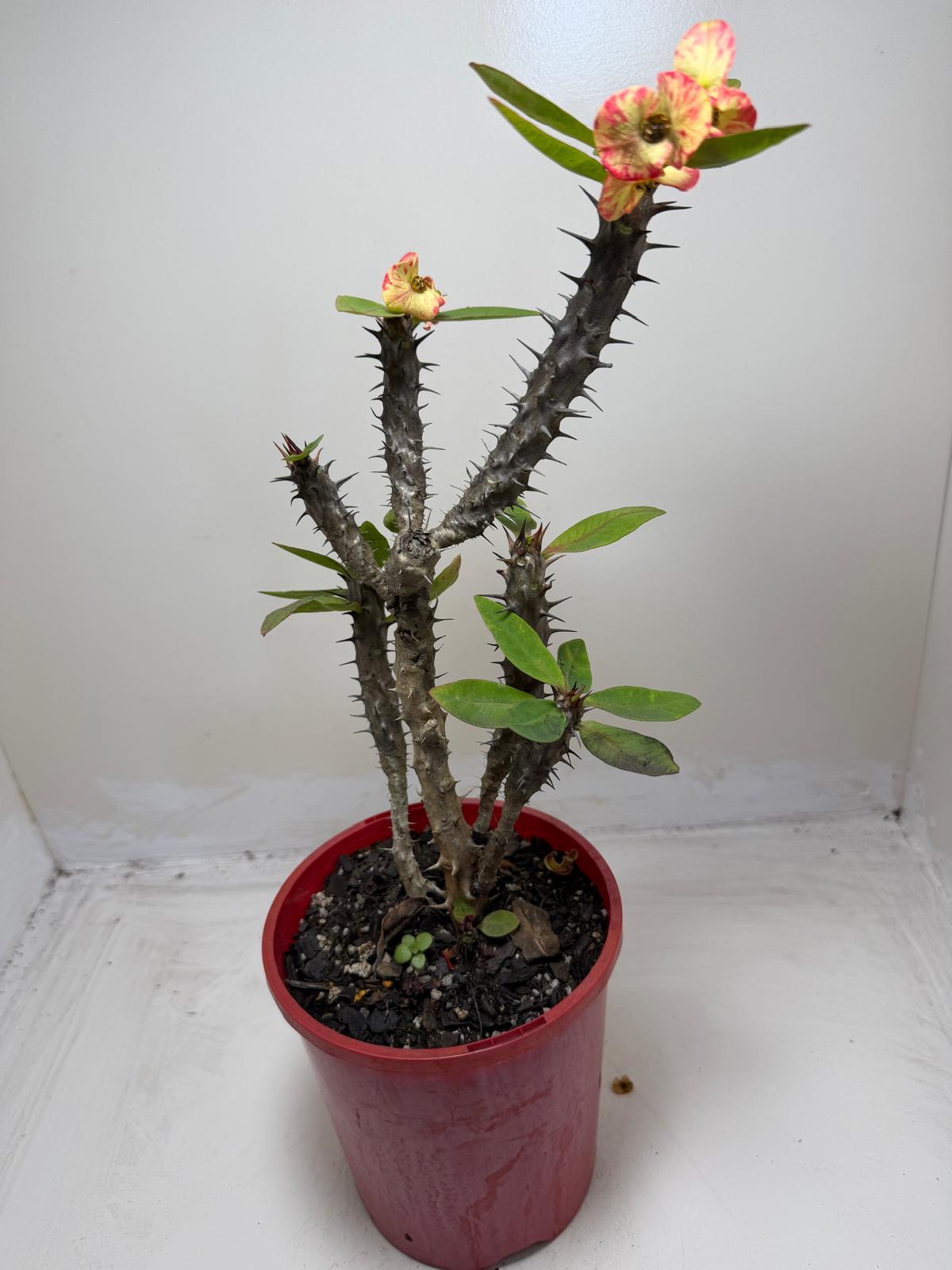 Euphorbia Milli #129