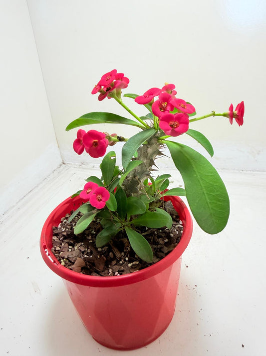 Euphorbia Milli #906