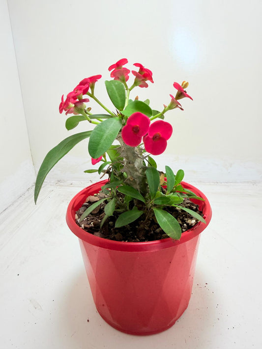 Euphorbia Milli #906